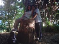 on a tree in cape town