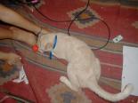 Touching cats