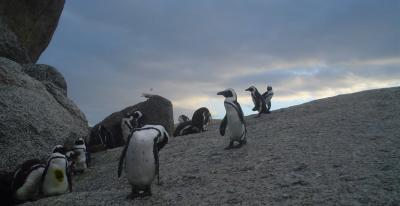 Penguins