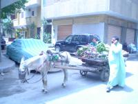 Cairo Street