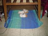 3 little kittens