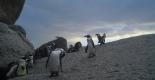Penguins